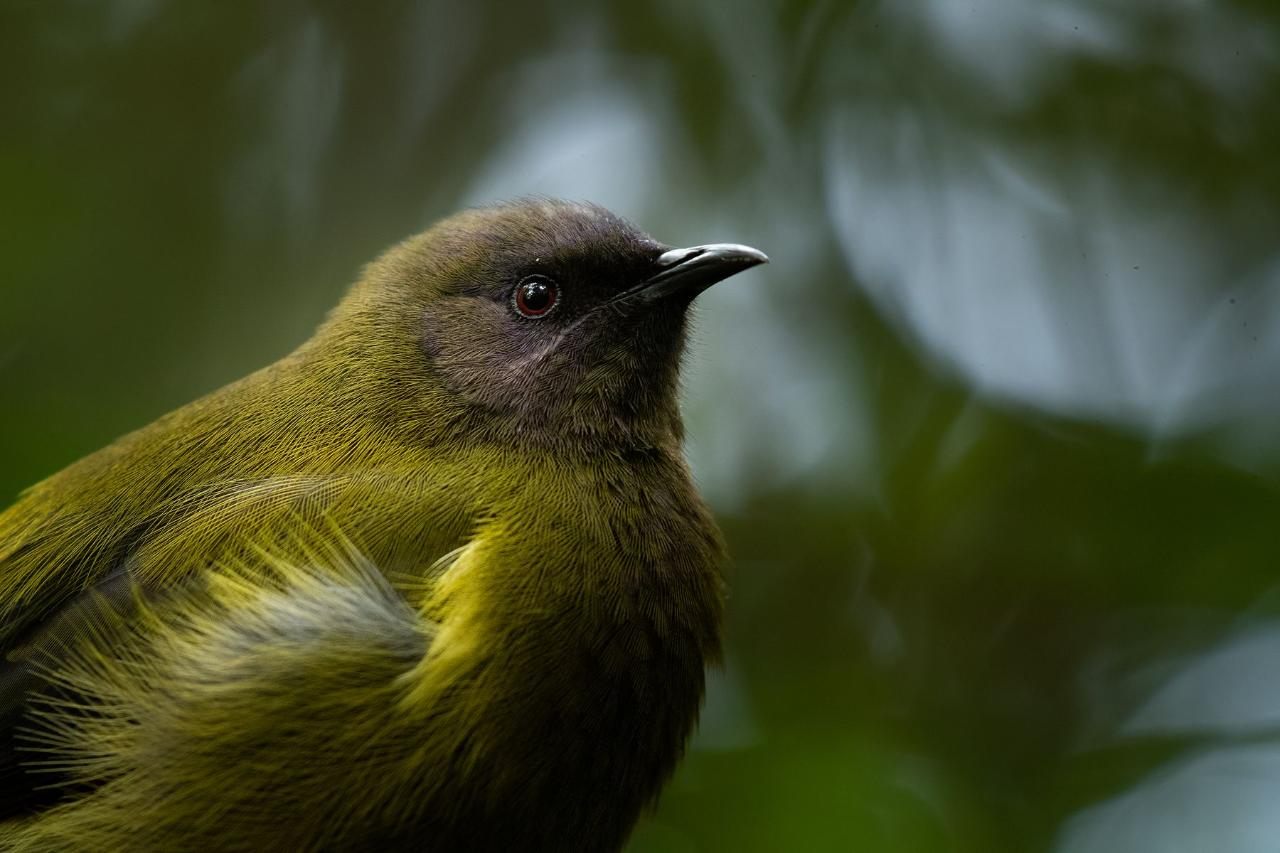 Photography Tours at Zealandia - Trade - Photo 1 of 5